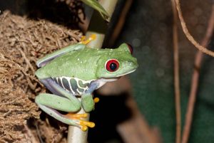 agalychnis callidryas2